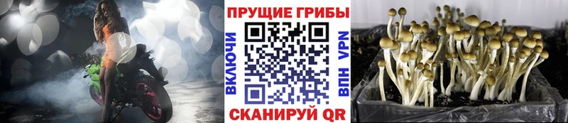 Псилоцибиновые грибы мухоморы  Купить где  Краснокамск 